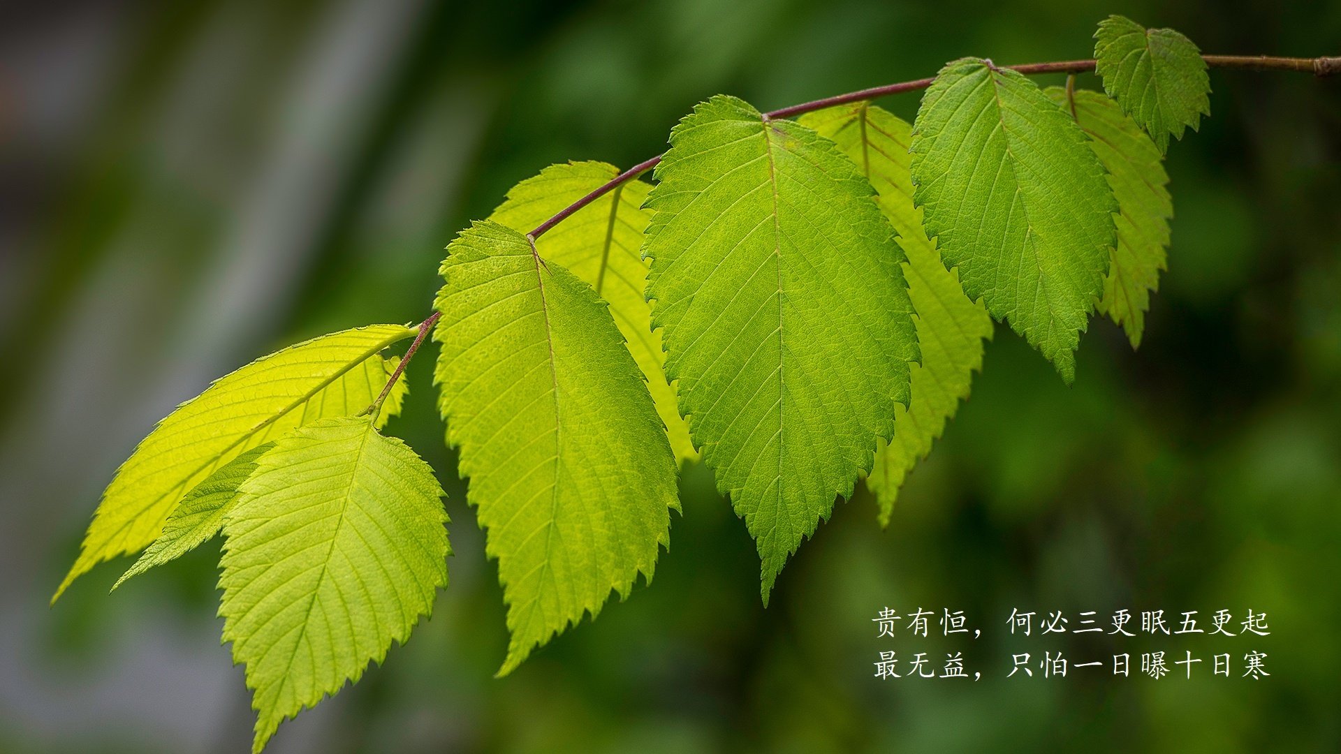 爱游戏体育app-美国青少年马术选手在2024年全国青少年马术锦标赛中表现出色，获得多项荣誉。
