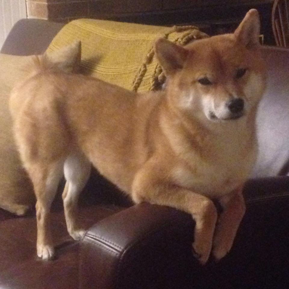 “六人制袋棍球:赛事精彩纷呈,成都七中东部赛场成焦点”