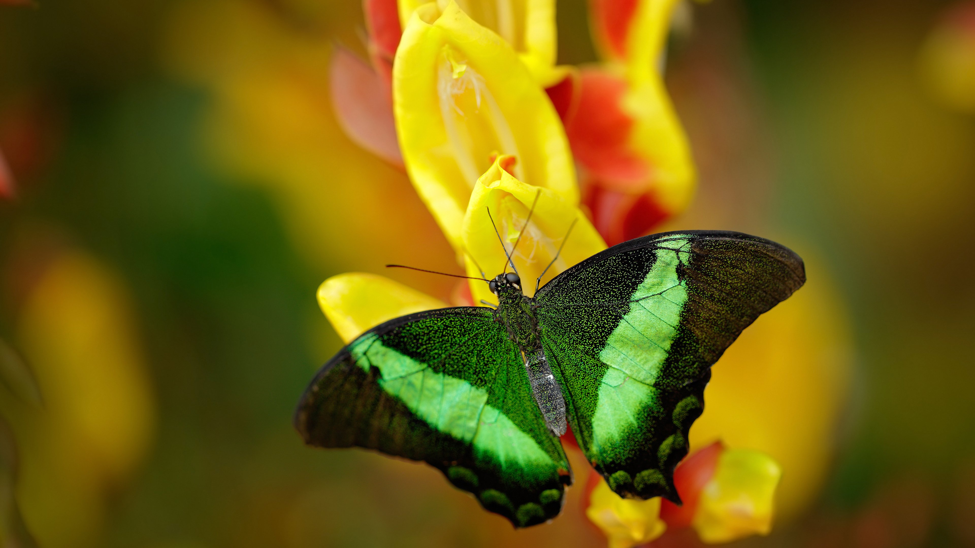 中国香港队在国际乒联混合团体世界杯中的表现评估:强队之路,香港乒乓球队成绩
