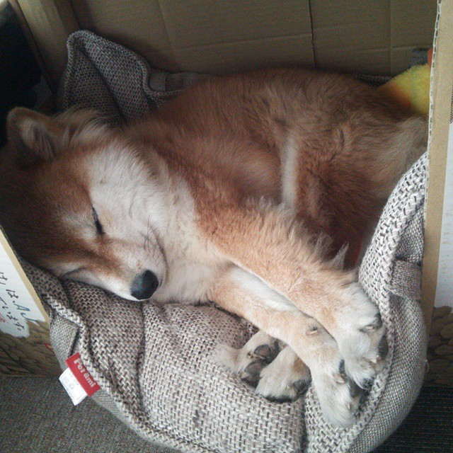 数字化赛事管理平台实现多赛事同时直播，提升运营效率，数字化赛道是什么