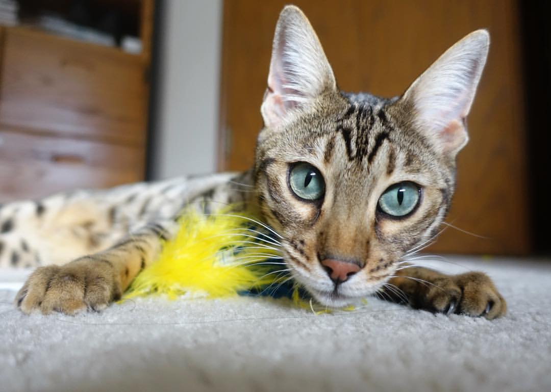 联赛推动女性管理者上岗，职业发展更具包容性，女性管理职位